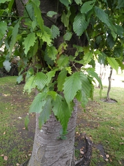 Alnus acuminata