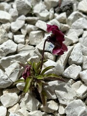 Viola × wittrockiana