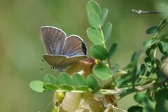 Iolana iolas