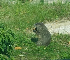 Marmota monax