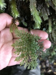 Hymenophyllaceae