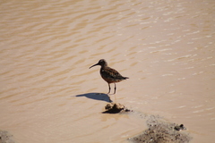 Calidris ferruginea
