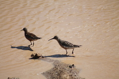 Calidris ferruginea