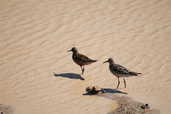 Calidris ferruginea