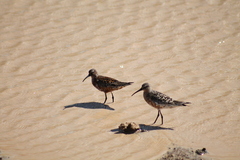Calidris ferruginea