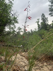 Penstemon