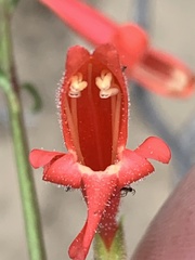 Penstemon