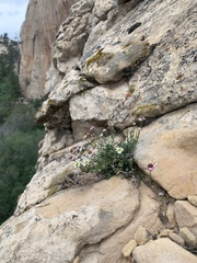 Erigeron kachinensis
