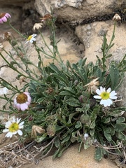Erigeron kachinensis