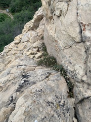 Erigeron kachinensis