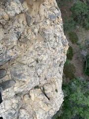 Erigeron kachinensis