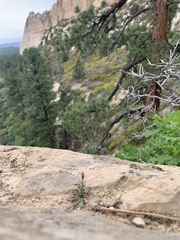 Erigeron kachinensis