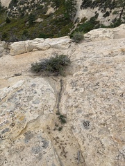 Erigeron kachinensis