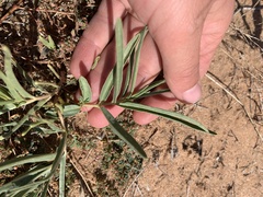 Asclepias brachystephana