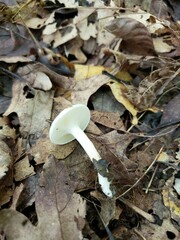 Hygrophorus occidentalis