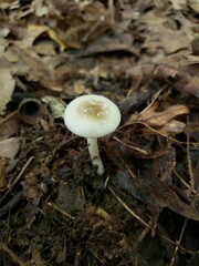 Hygrophorus occidentalis