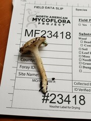 Hygrophorus occidentalis