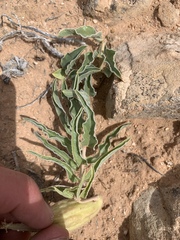 Asclepias macrosperma