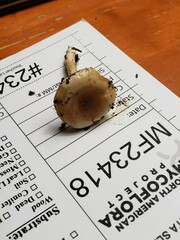 Hygrophorus occidentalis
