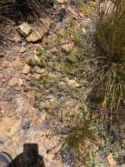 Leucadendron arcuatum