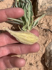 Asclepias macrosperma