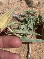 Asclepias macrosperma