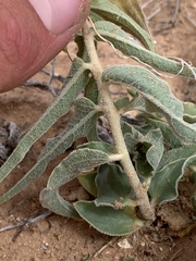 Asclepias macrosperma