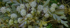 Cuscuta