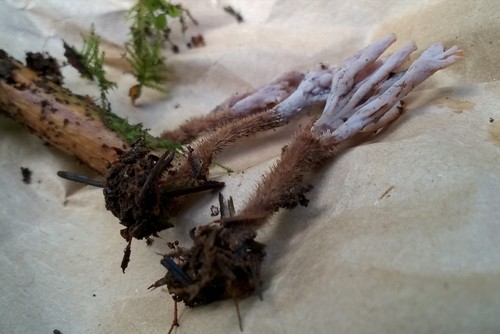 Clavulina castaneopes image