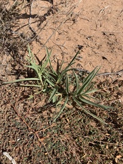 Asclepias brachystephana
