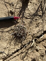 Sclerocactus cloverae