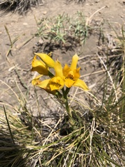Chloraea alpina
