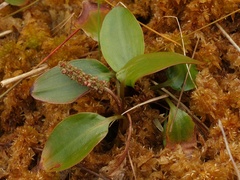 Potamogeton polygonifolius