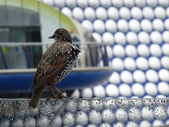 Sturnus vulgaris
