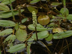 Potamogeton polygonifolius