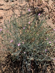 Stephanomeria exigua
