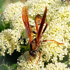 Mischocyttarus drewseni