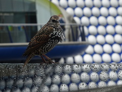 Sturnus vulgaris