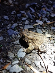 Anaxyrus americanus