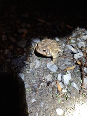 Anaxyrus americanus