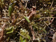 Potamogeton coloratus