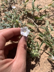 Euploca convolvulacea