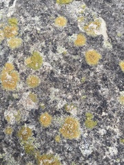 Xanthocarpia feracissima