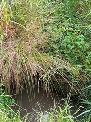 Carex virgata
