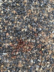 Pogonomyrmex barbatus