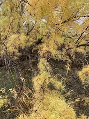 Tamarix ramosissima