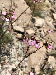 Calceolaria cana