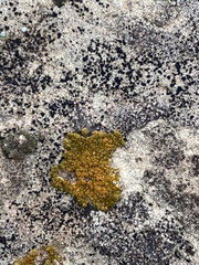 Xanthocarpia feracissima