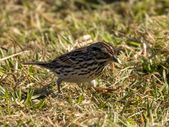 Passerculus sandwichensis beldingi