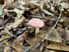 Russula subtilis